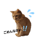 うにちゃん時々たらちゃん（個別スタンプ：5）