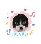 いろいろ使える、日常ねこウラスタンプ（個別スタンプ：2）