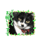 いろいろ使える、日常ねこウラスタンプ（個別スタンプ：3）