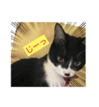 いろいろ使える、日常ねこウラスタンプ（個別スタンプ：6）