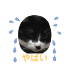 いろいろ使える、日常ねこウラスタンプ（個別スタンプ：11）