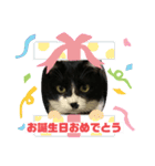 いろいろ使える、日常ねこウラスタンプ（個別スタンプ：15）