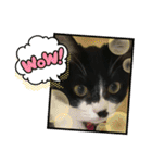 いろいろ使える、日常ねこウラスタンプ（個別スタンプ：16）