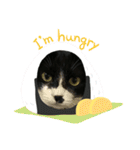 いろいろ使える、日常ねこウラスタンプ（個別スタンプ：18）