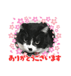 いろいろ使える、日常ねこウラスタンプ（個別スタンプ：19）