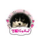 いろいろ使える、日常ねこウラスタンプ（個別スタンプ：23）