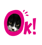 いろいろ使える、日常ねこウラスタンプ（個別スタンプ：25）