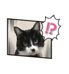 いろいろ使える、日常ねこウラスタンプ（個別スタンプ：27）