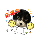 いろいろ使える、日常ねこウラスタンプ（個別スタンプ：29）