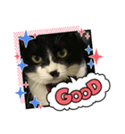 いろいろ使える、日常ねこウラスタンプ（個別スタンプ：30）