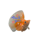お魚さんたちの日常2（個別スタンプ：6）