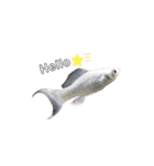 お魚さんたちの日常2（個別スタンプ：9）