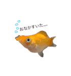 お魚さんたちの日常2（個別スタンプ：10）