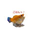 お魚さんたちの日常2（個別スタンプ：13）