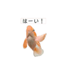 お魚さんたちの日常2（個別スタンプ：18）