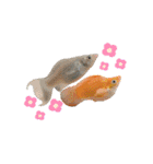 お魚さんたちの日常2（個別スタンプ：24）