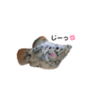お魚さんたちの日常2（個別スタンプ：29）