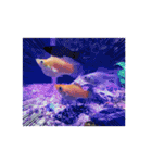 お魚さんたちの日常2（個別スタンプ：31）