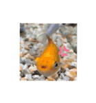 お魚さんたちの日常2（個別スタンプ：33）