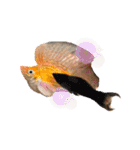 お魚さんたちの日常2（個別スタンプ：39）