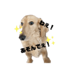 みろまろすたんぷ ぷらすあるふぁ（個別スタンプ：1）