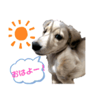 みろまろすたんぷ ぷらすあるふぁ（個別スタンプ：4）