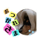 みろまろすたんぷ ぷらすあるふぁ（個別スタンプ：13）