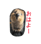 のんびりクォッカ（個別スタンプ：1）