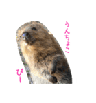 のんびりクォッカ（個別スタンプ：4）
