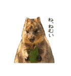 のんびりクォッカ（個別スタンプ：5）