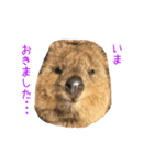 のんびりクォッカ（個別スタンプ：7）
