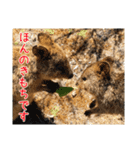 のんびりクォッカ（個別スタンプ：8）
