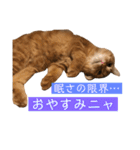 トム（ねこ）の日常（個別スタンプ：2）