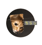 トム（ねこ）の日常（個別スタンプ：3）