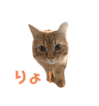 トム（ねこ）の日常（個別スタンプ：4）