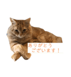 トム（ねこ）の日常（個別スタンプ：5）