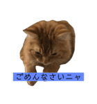 トム（ねこ）の日常（個別スタンプ：6）