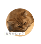 トム（ねこ）の日常（個別スタンプ：8）