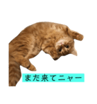 トム（ねこ）の日常（個別スタンプ：9）