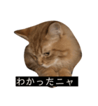 トム（ねこ）の日常（個別スタンプ：10）