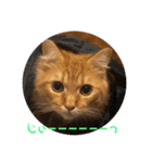 トム（ねこ）の日常（個別スタンプ：12）