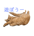 トム（ねこ）の日常（個別スタンプ：13）