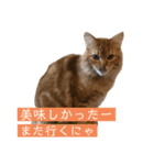 トム（ねこ）の日常（個別スタンプ：14）