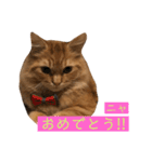 トム（ねこ）の日常（個別スタンプ：15）