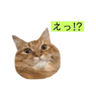 トム（ねこ）の日常（個別スタンプ：16）