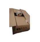 Kotetsux（個別スタンプ：14）
