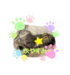 ぶんぶんももっち3（個別スタンプ：5）