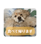 ノエルさんすたんぷ！（個別スタンプ：14）