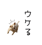 天然パーマのヨークシャテリア、ロン（個別スタンプ：15）