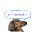 ダックスフンドのカレンちゃん（個別スタンプ：3）